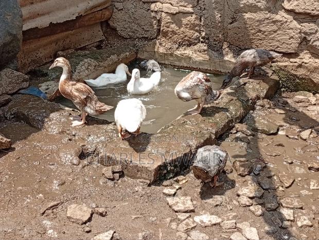 Ducks and Ducklings - thumbnail 19