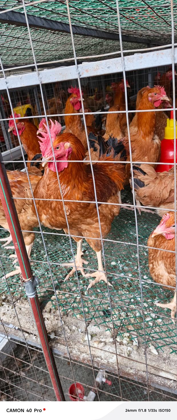 Chicken for Sale - main view