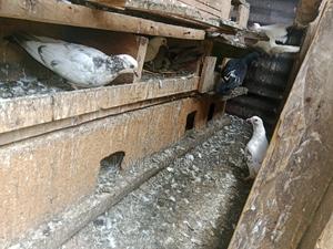 Pigeons Eldoret 2 at 700 - main view
