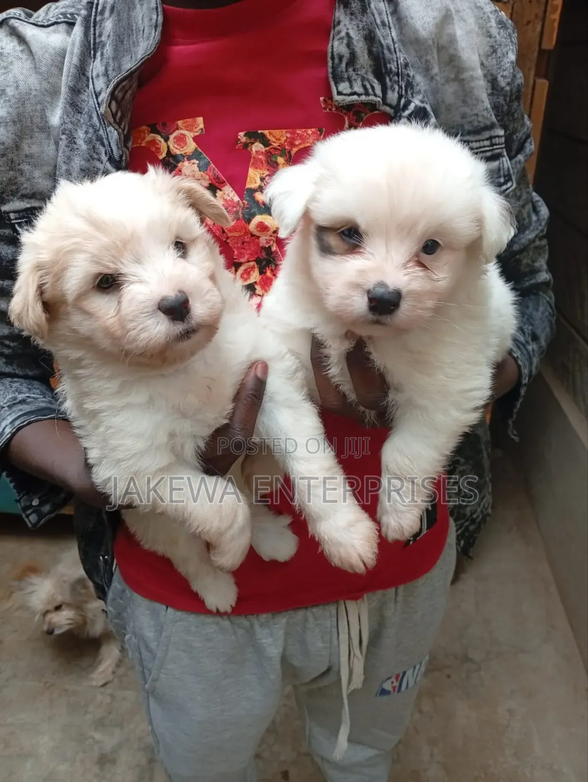 3-6 months Male Purebred Maltese