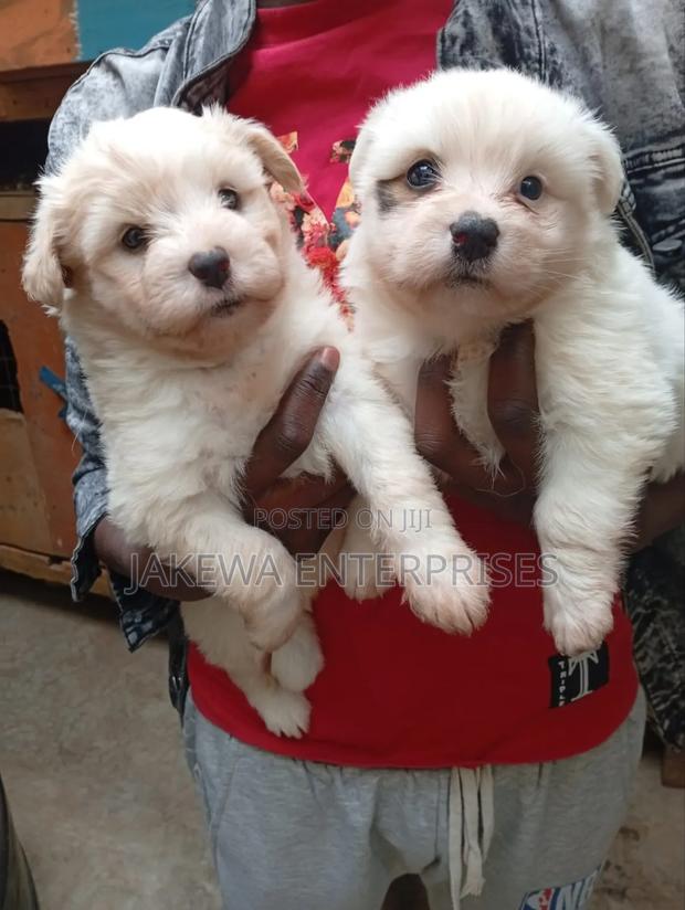 1-3 months Female Purebred Maltese