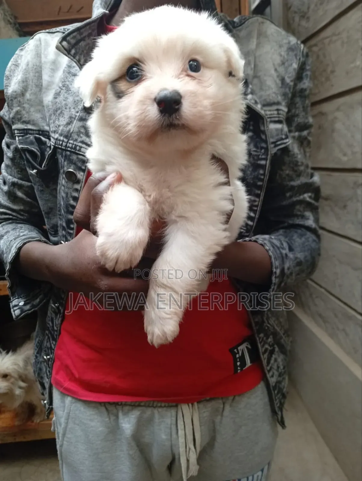 1-3 months Female Purebred Maltese