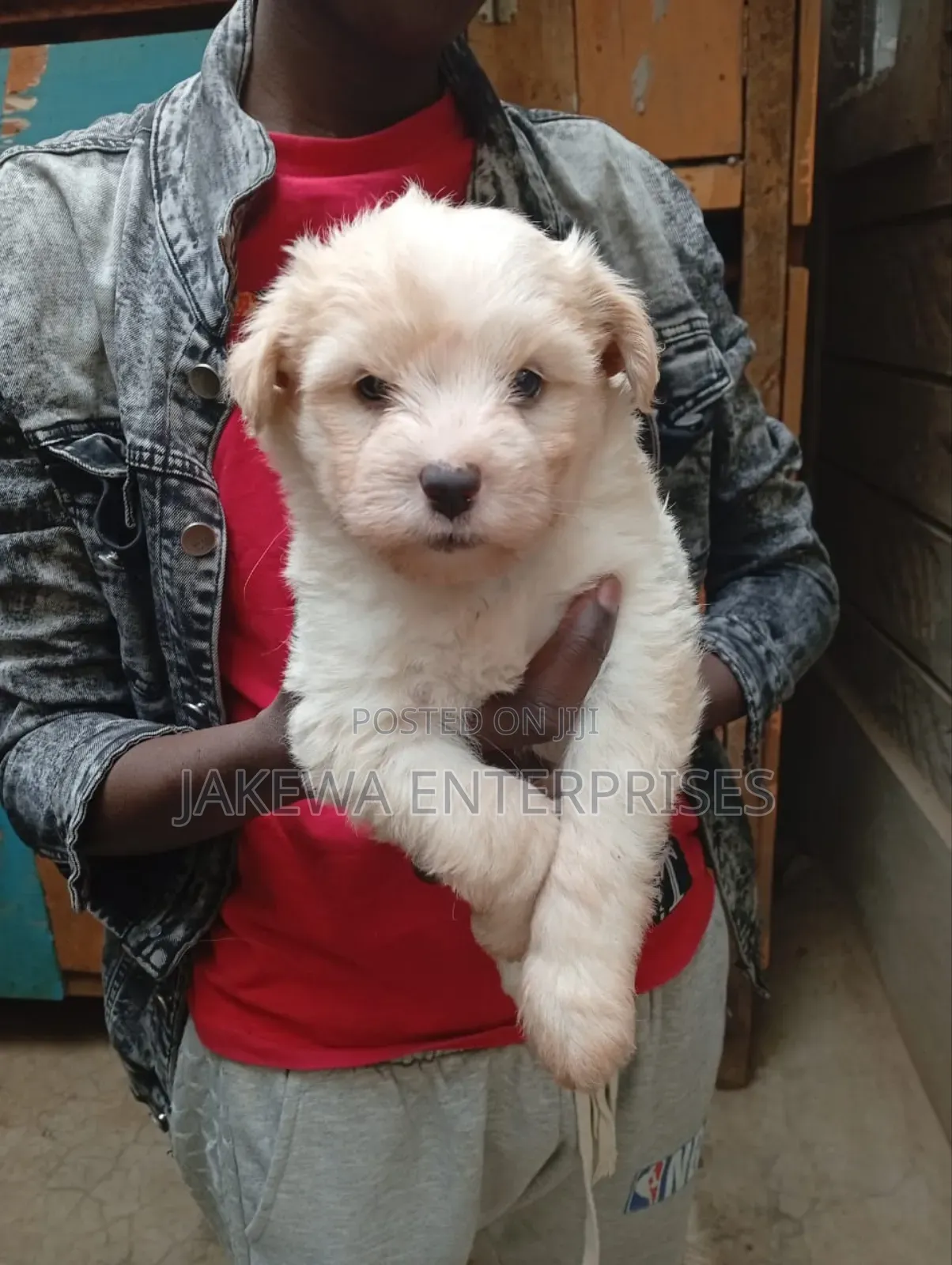 1-3 months Male Purebred Maltese