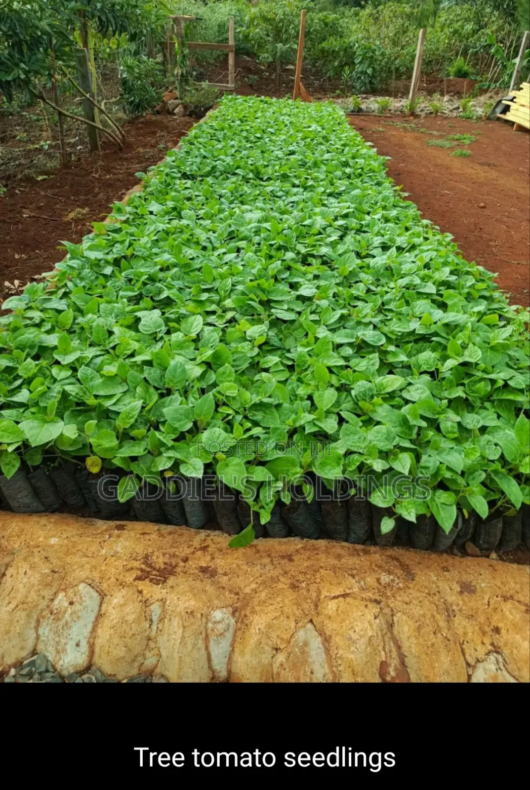 Coffee,Mango,Passion,Grafted Seedling's