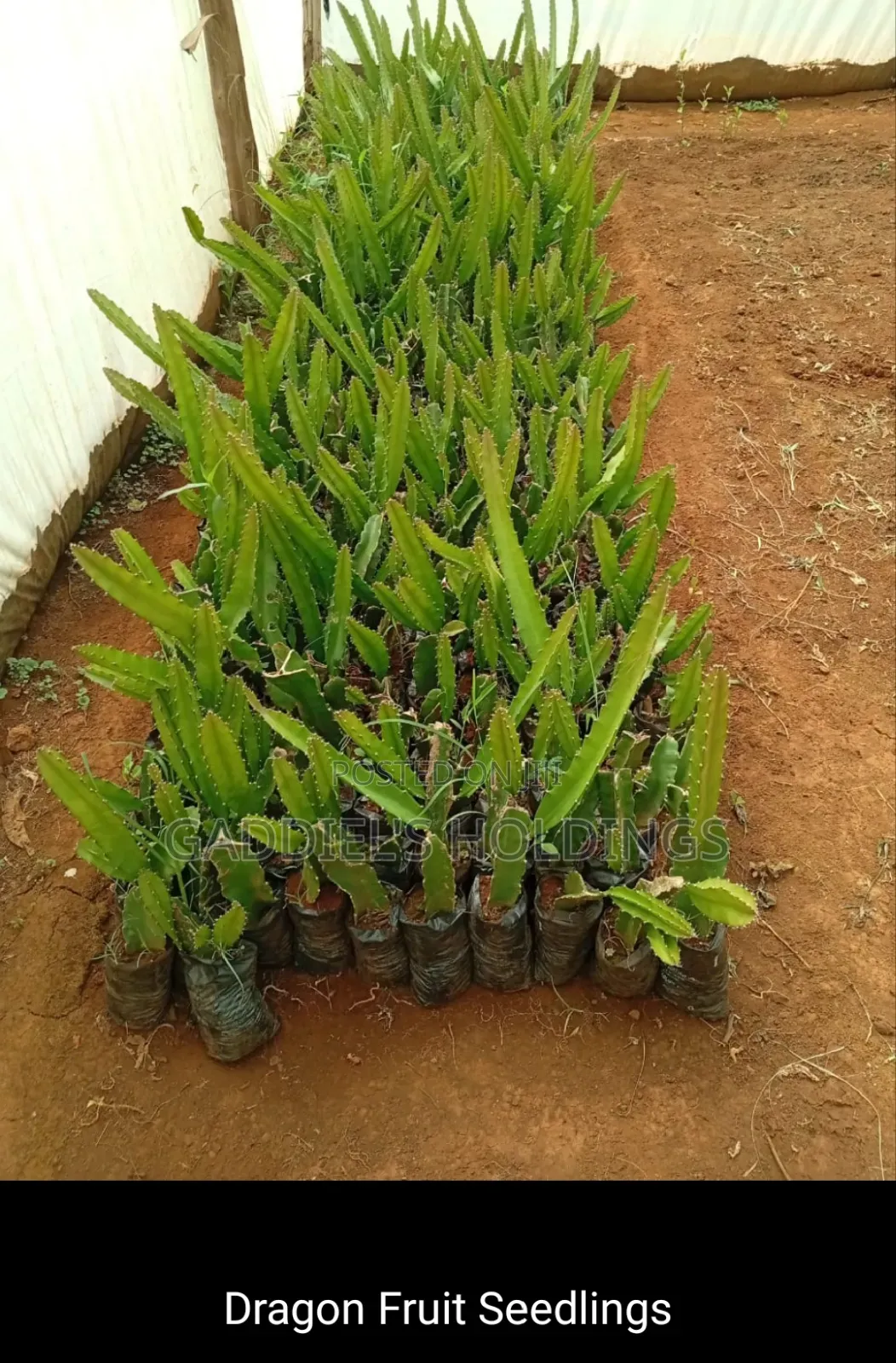 Coffee,Mango,Passion,Grafted Seedling's