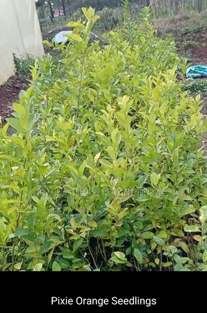 Coffee,Mango,Passion,Grafted Seedling's