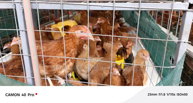 Chicken for Sale - thumbnail 5