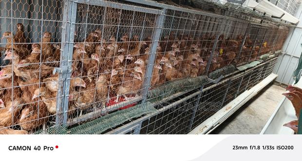 Chicken for Sale - thumbnail 4