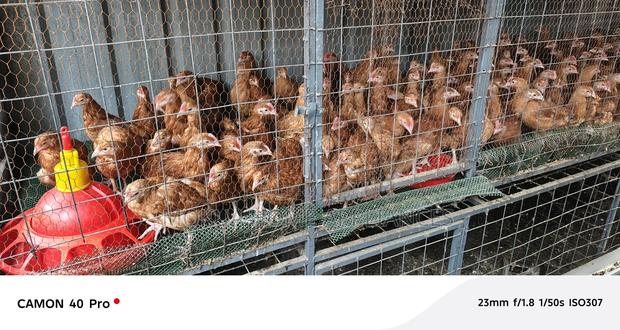 Chicken for Sale - thumbnail 3