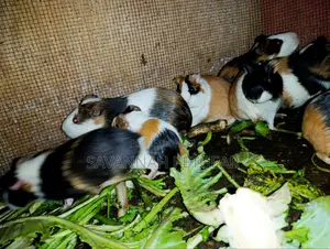 Young Guinea Pigs Adorable Pets - Males and Females