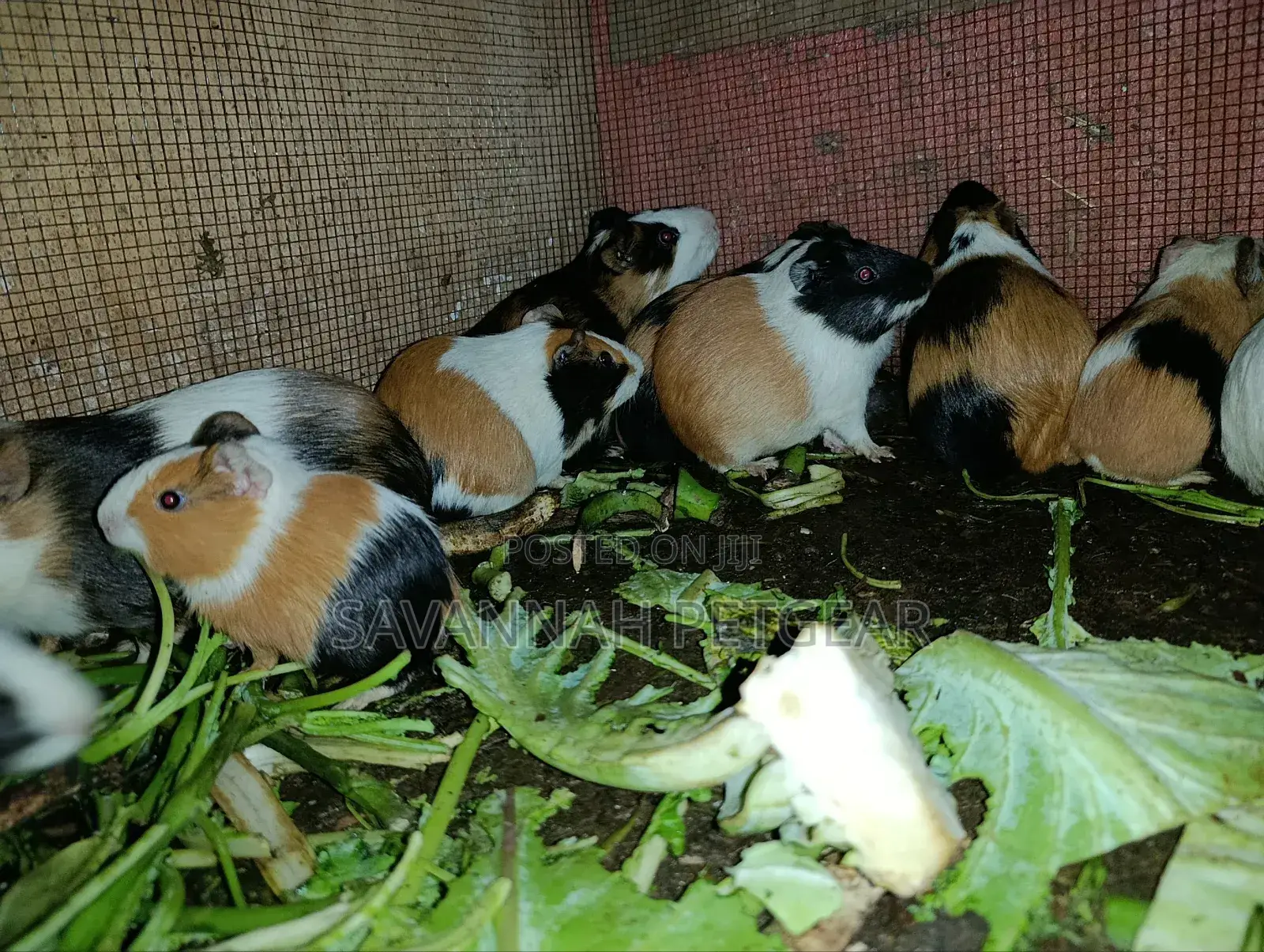 Young Guinea Pigs Adorable Pets - Males and Females