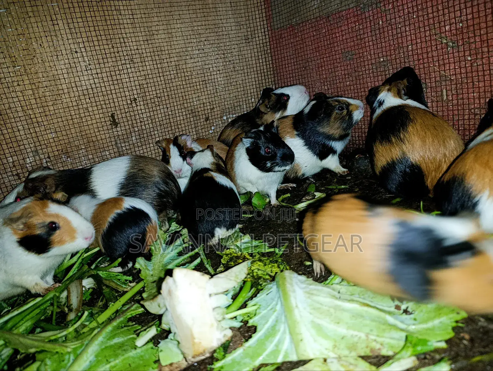 Young Guinea Pigs Adorable Pets - Males and Females