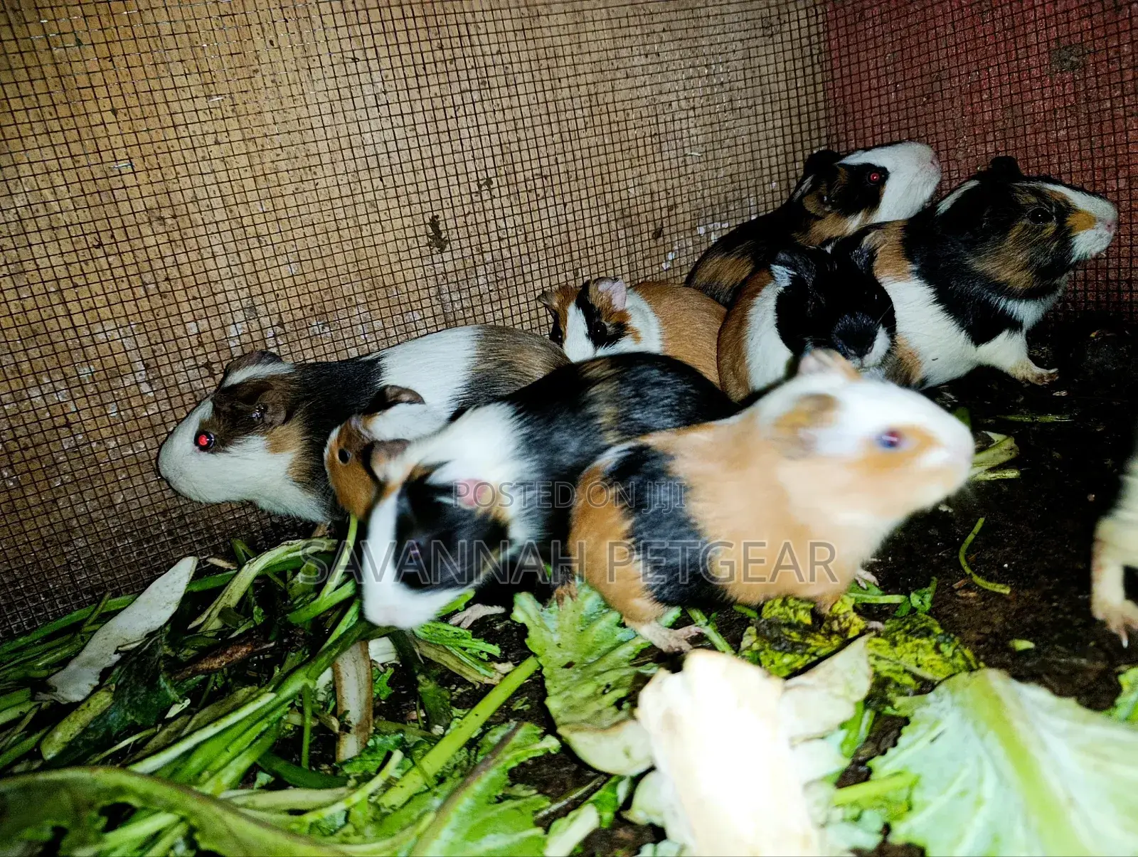Young Guinea Pigs Adorable Pets - Males and Females