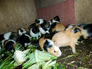 Young Guinea Pigs Adorable Pets - Males and Females