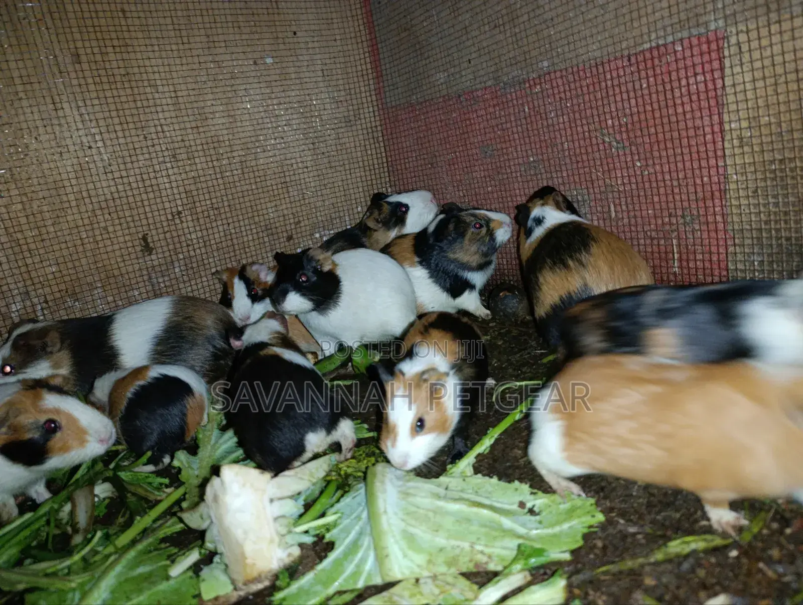 Young Guinea Pigs Adorable Pets - Males and Females