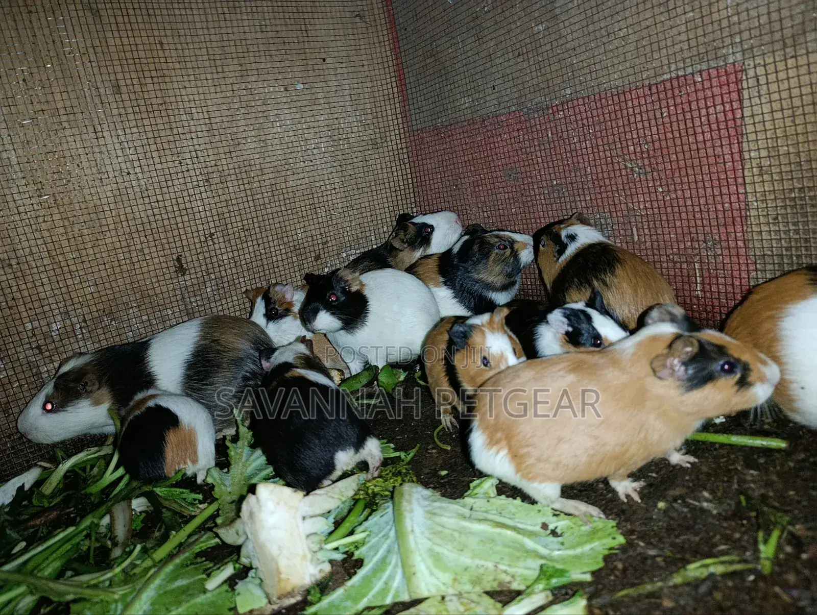 Young Guinea Pigs Adorable Pets - Males and Females