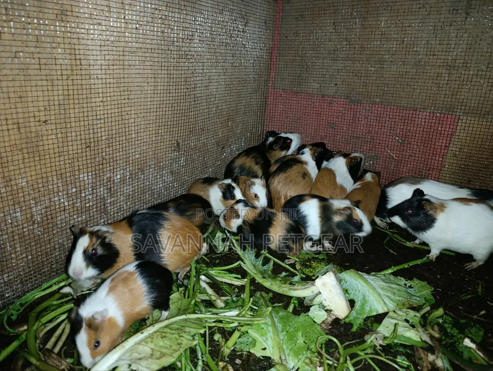 Young Guinea Pigs Adorable Pets - Males and Females