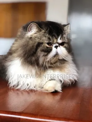 6-12 months Male Purebred Persian
