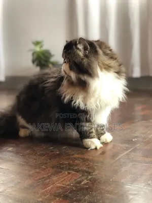 6-12 months Male Purebred Persian