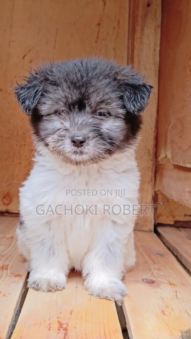 1-3 months Male Purebred Havanese - thumbnail 5