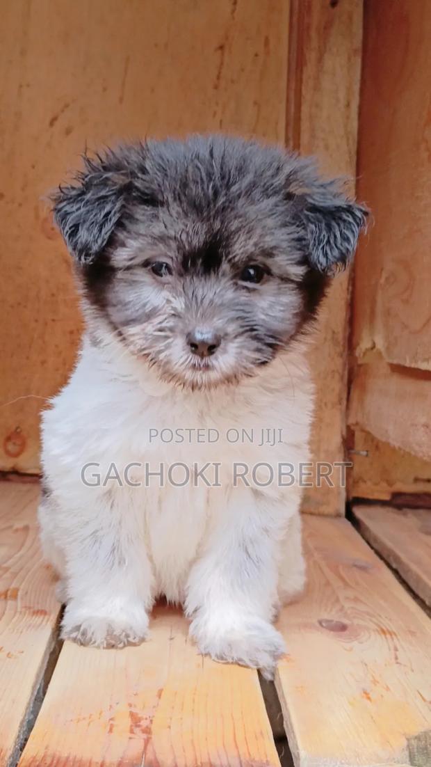 1-3 months Male Purebred Havanese - thumbnail 7