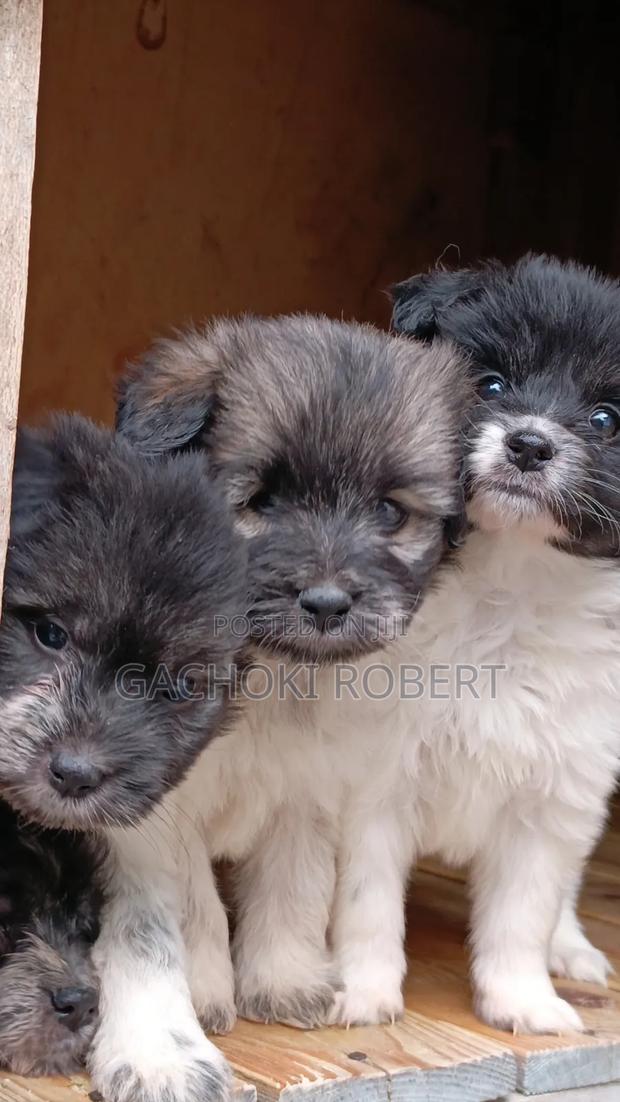 1-3 months Male Purebred Havanese - thumbnail 3