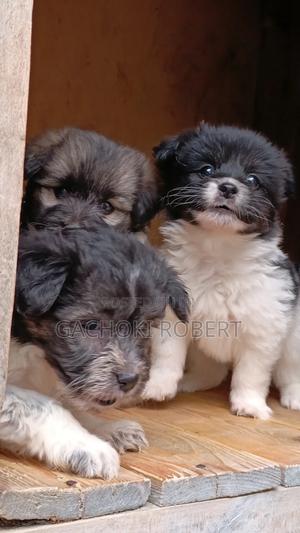 1-3 months Male Purebred Havanese - thumbnail 2