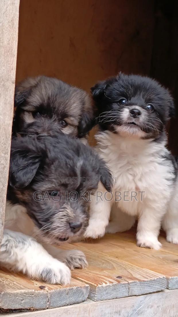 1-3 months Male Purebred Havanese - main view