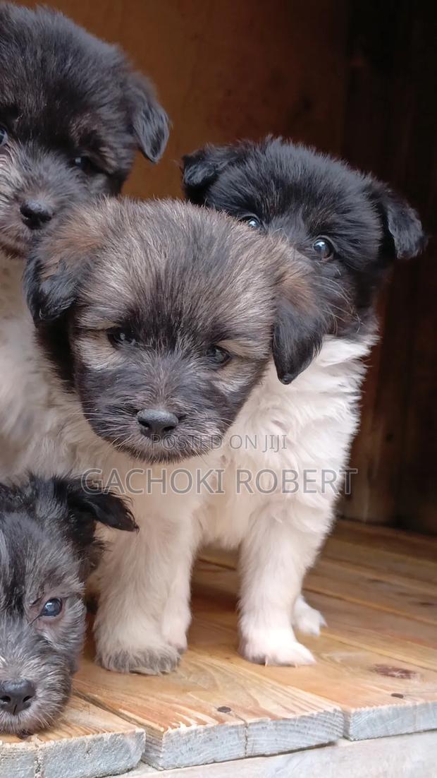 1-3 months Male Purebred Havanese - thumbnail 8