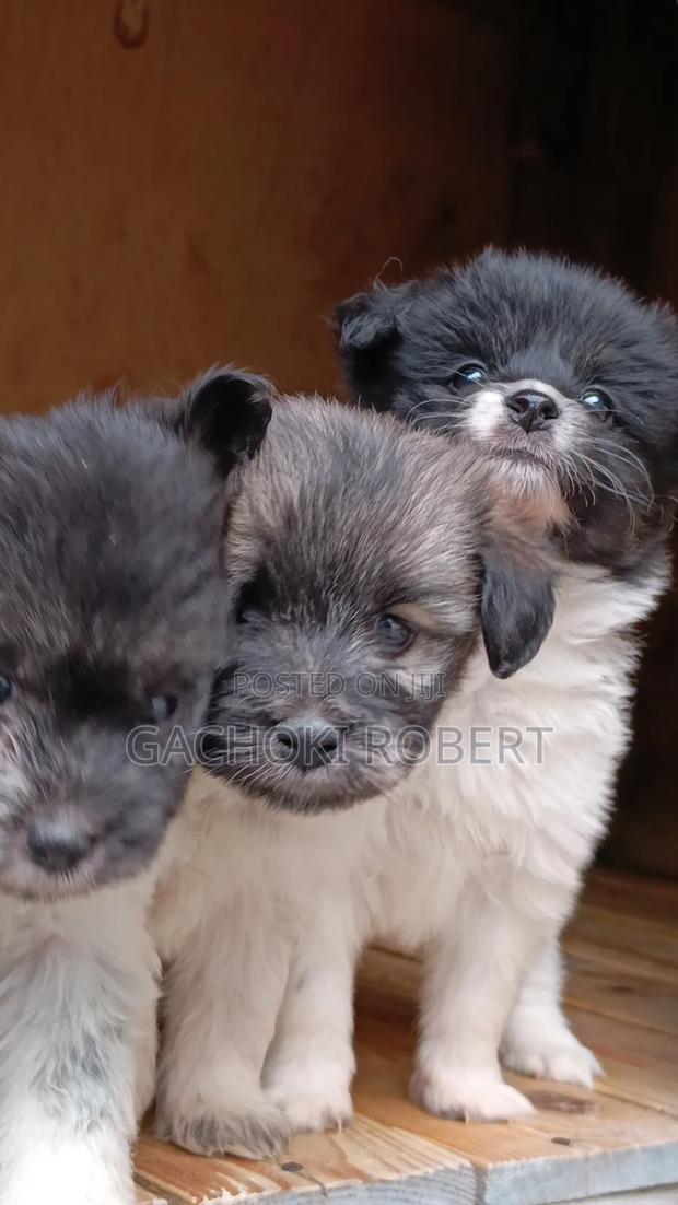 1-3 months Male Purebred Havanese - thumbnail 6