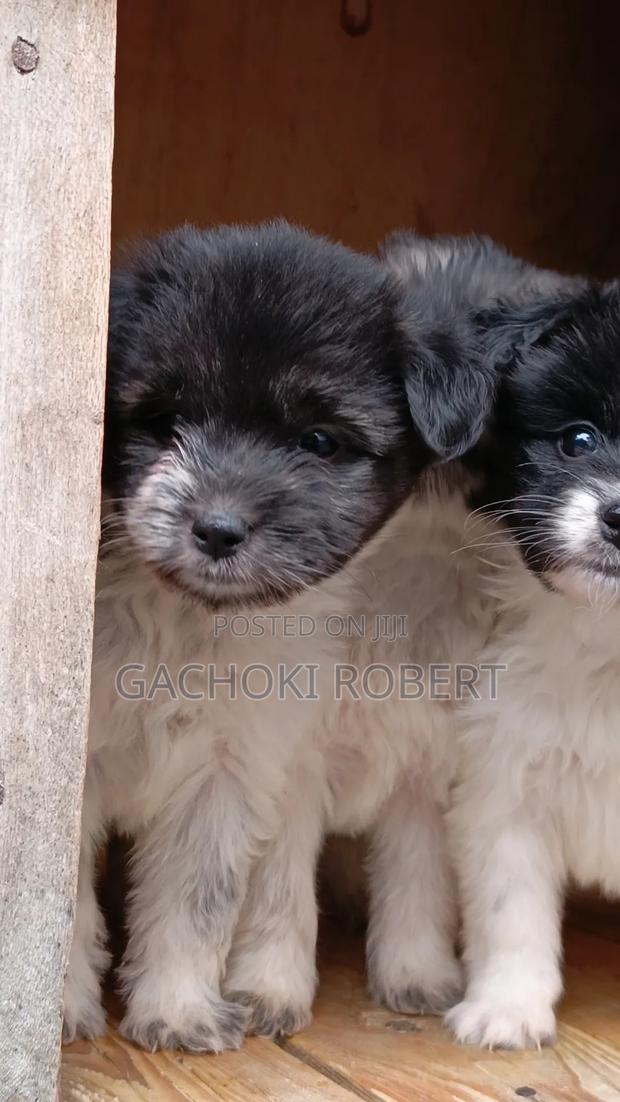 1-3 months Male Purebred Havanese - thumbnail 4