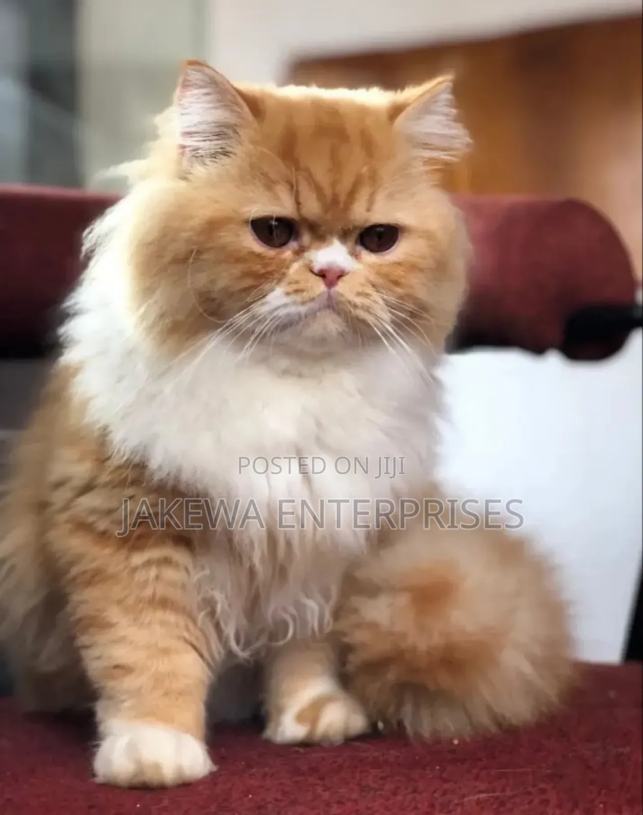 6-12 months Male Purebred Persian