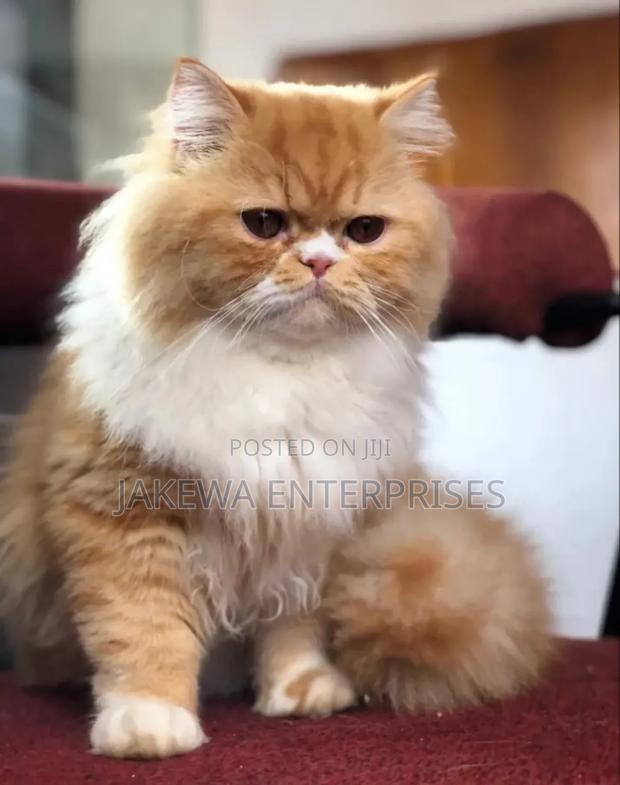 6-12 months Male Purebred Persian