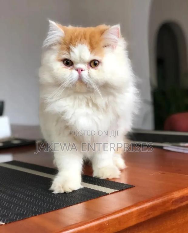 6-12 months Female Purebred Persian - main view