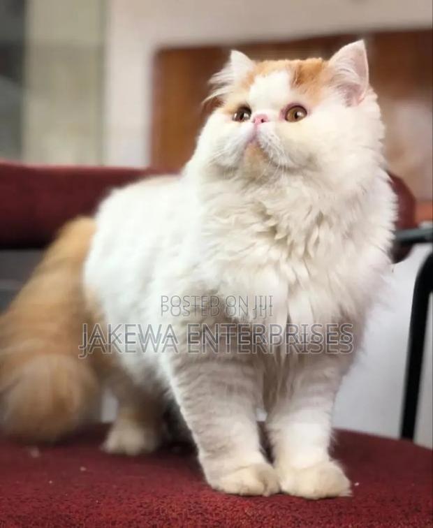 6-12 months Male Purebred Persian - main view