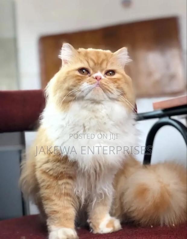 6-12 months Female Purebred Persian