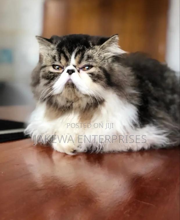 6-12 months Male Purebred Persian - main view