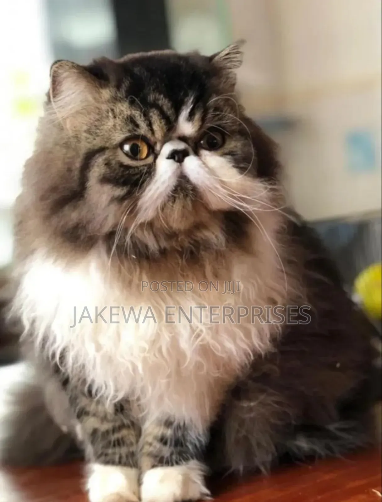 6-12 months Male Purebred Persian