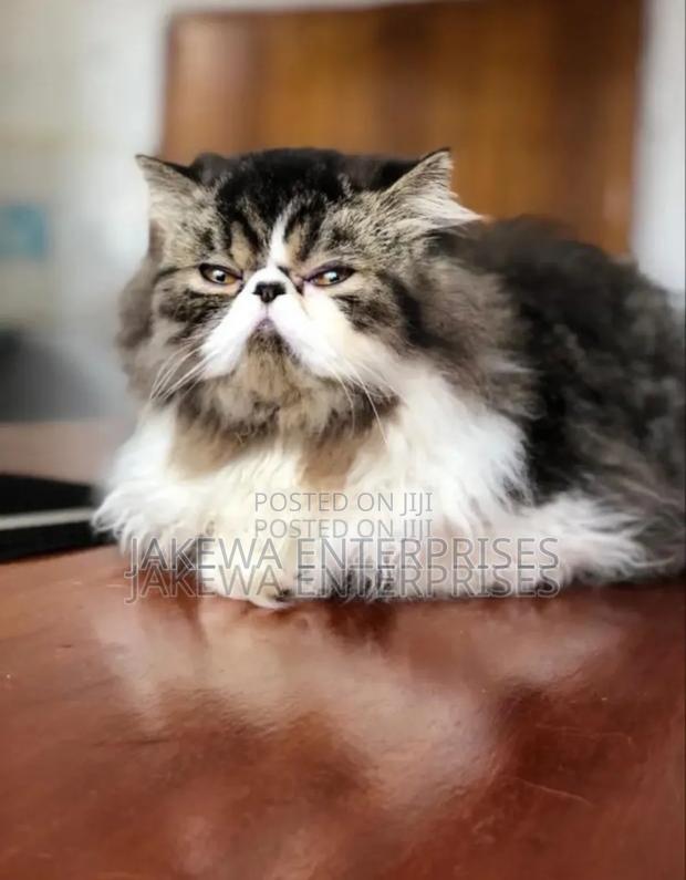6-12 months Female Mixed Breed Persian - main view