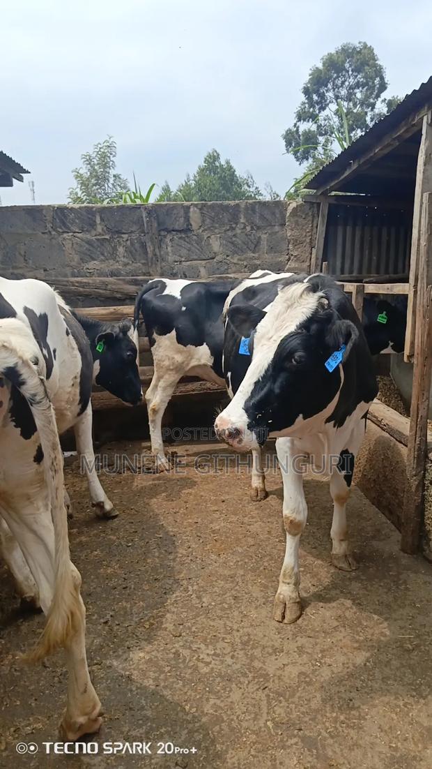 Extra Giant Heifer - main view