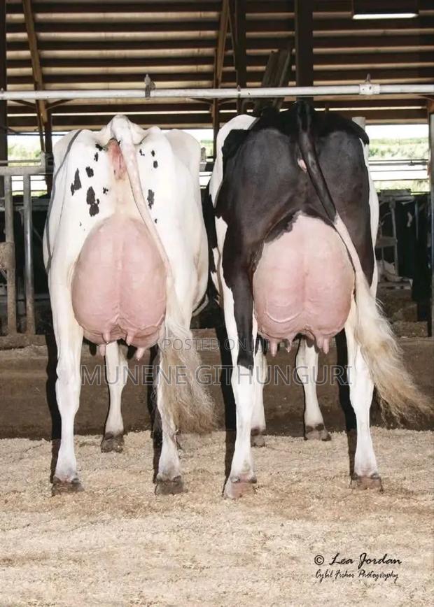 Cows Doing 50 Litres Per Day - main view