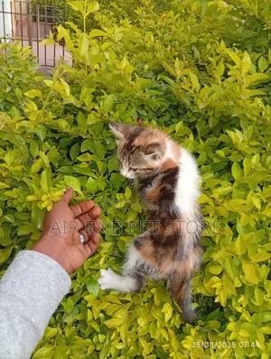 1-3 months Female Purebred American Wirehair