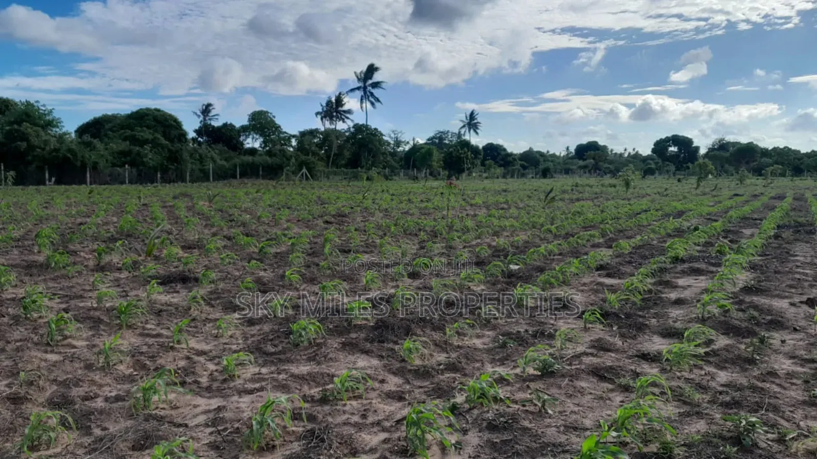 13-Acre Farm for Sale- Majaoni