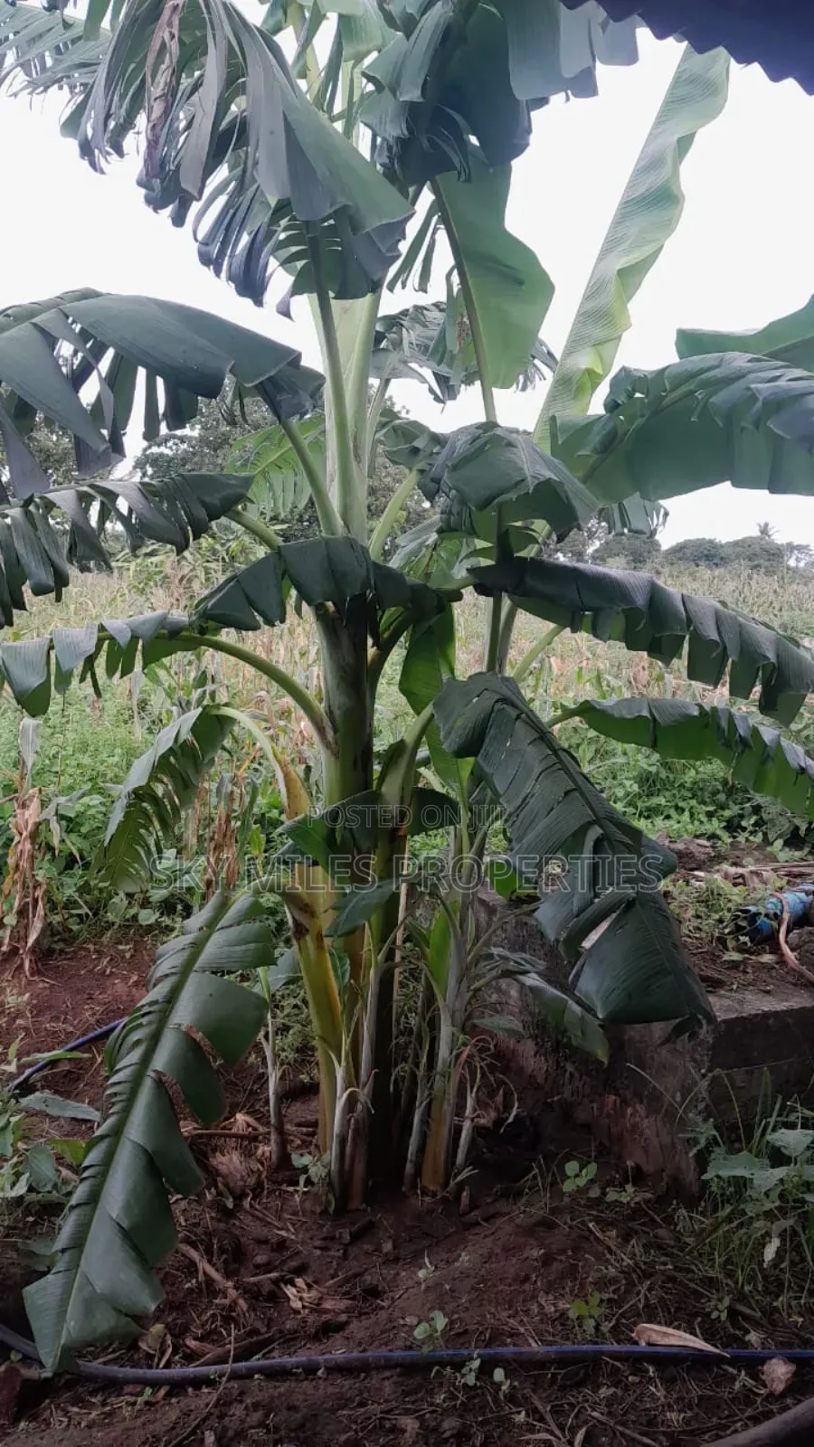 13-Acre Farm for Sale- Majaoni
