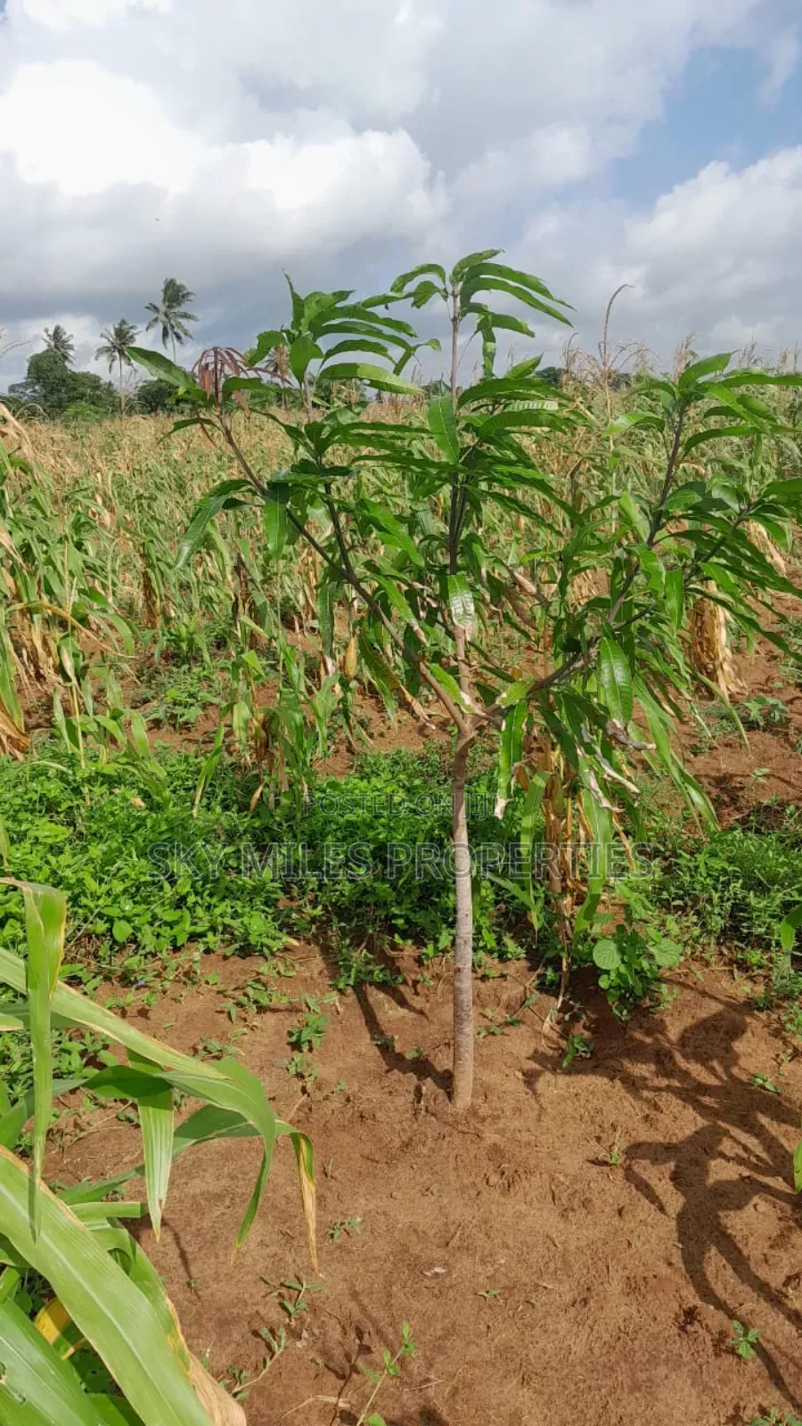 13-Acre Farm for Sale- Majaoni