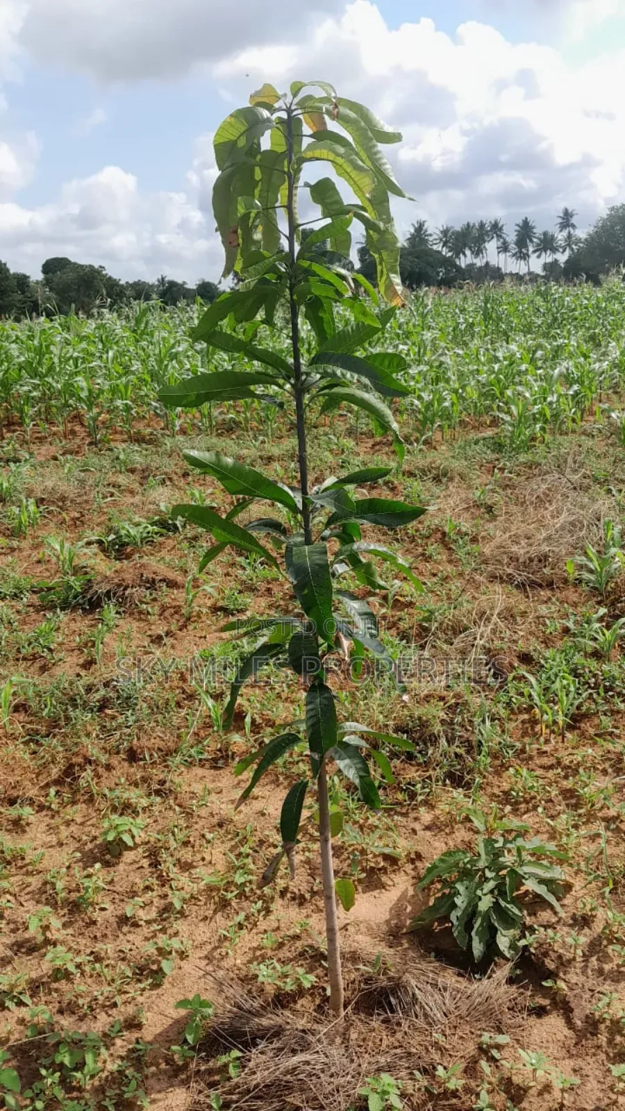 13-Acre Farm for Sale- Majaoni