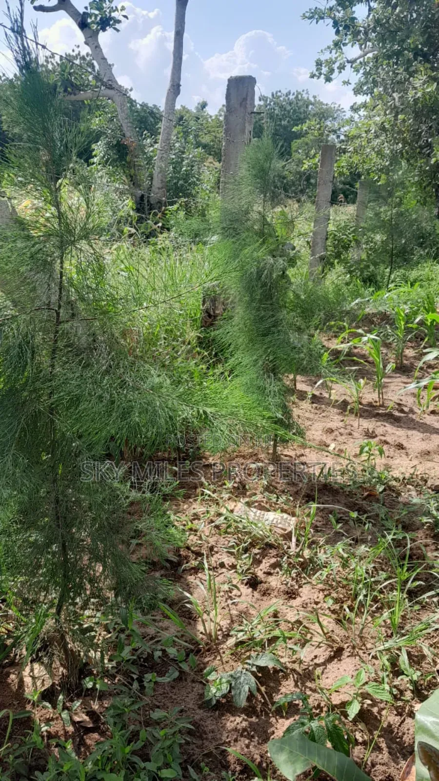 13-Acre Farm for Sale- Majaoni