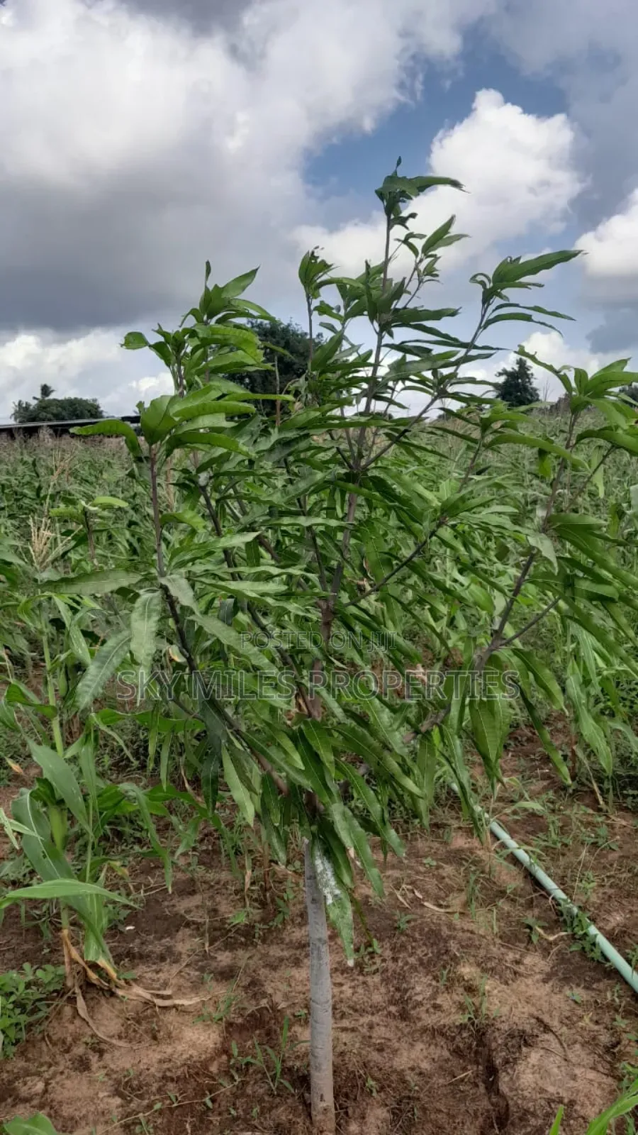 13-Acre Farm for Sale- Majaoni