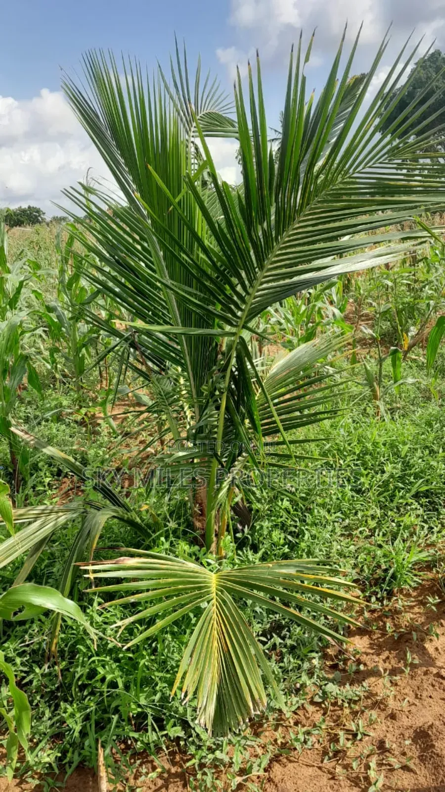 13-Acre Farm for Sale- Majaoni