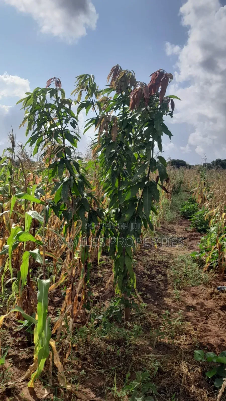 13-Acre Farm for Sale- Majaoni